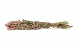 gomphrena-sec-12.