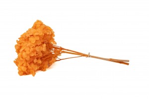 hortensia-stabilise-anna-19.