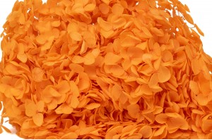 hortensia-stabilise-anna-19.