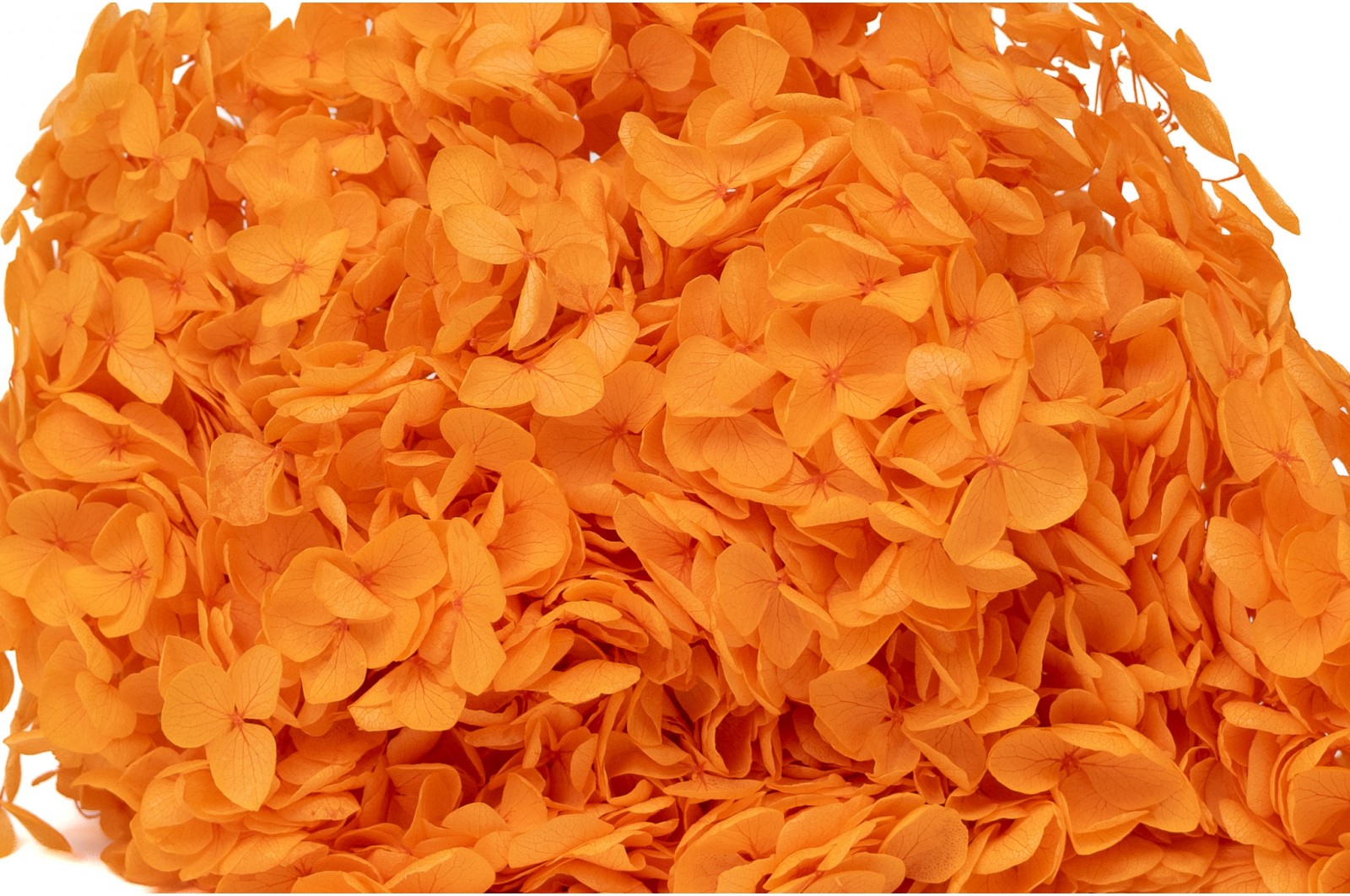 hortensia-stabilise-anna-19