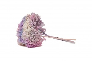 preserved-hydrangea-anna-19.