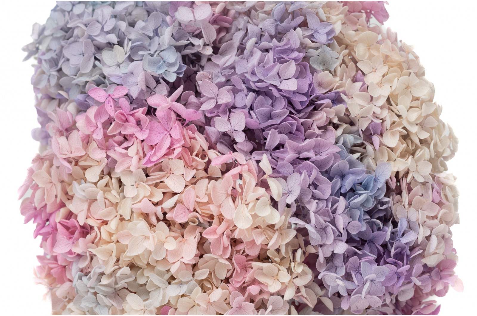 preserved-hydrangea-anna-19