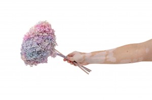 preserved-hydrangea-anna-19.