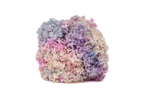 preserved-hydrangea-anna-19.