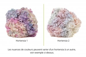 preserved-hydrangea-anna-19.