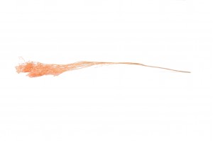 broom-bloom-sec-12.