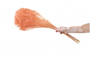 broom-bloom-sec-12.