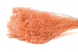 broom-bloom-sec-12.