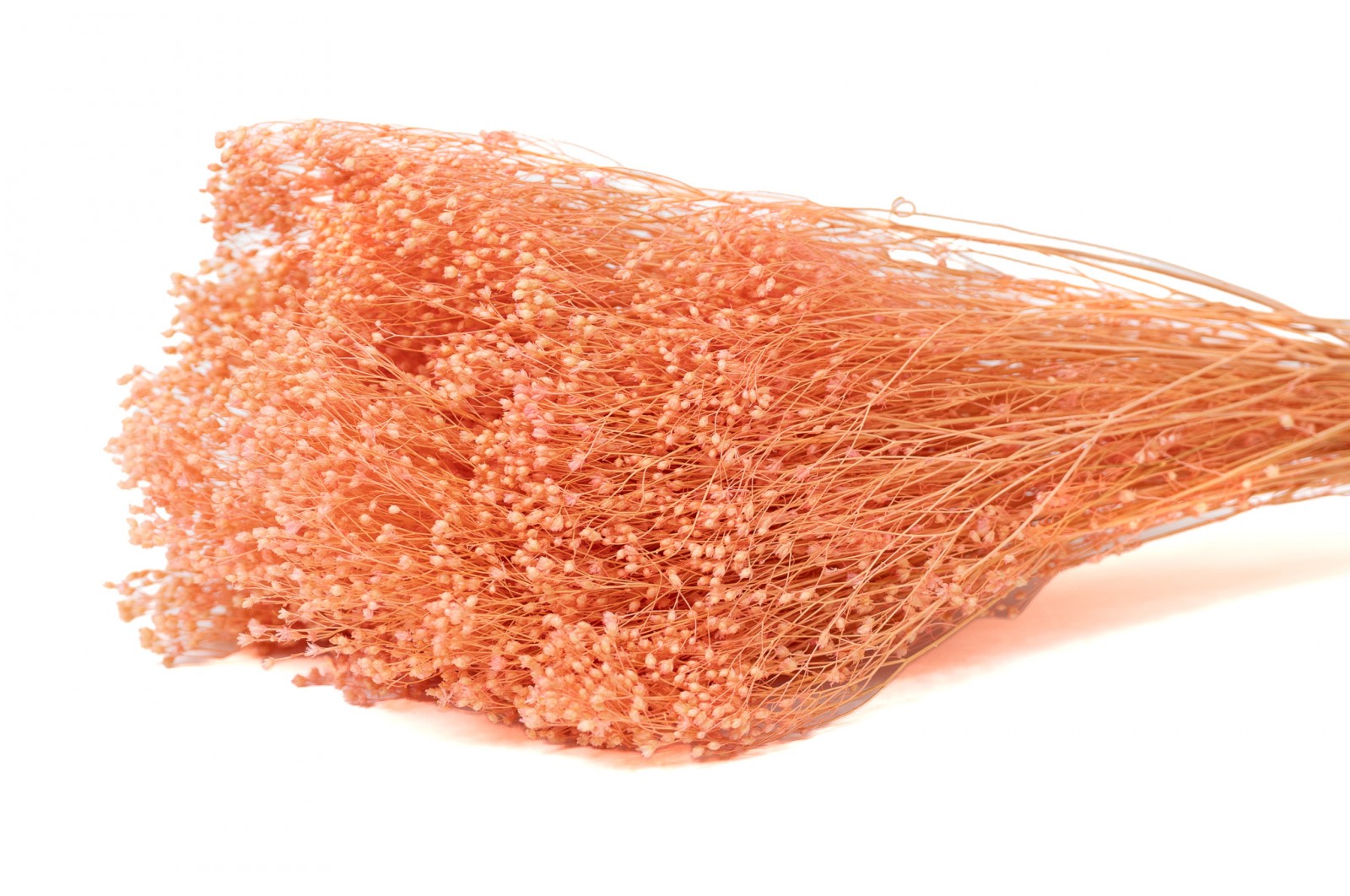 Broom bloom sec (12) broom-bloom-sec-12
