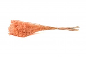 broom-bloom-sec-12.