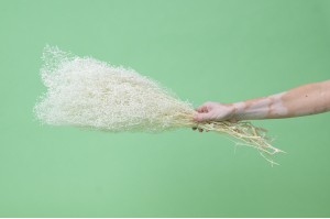 mini-gypsophile-stabilise-8.