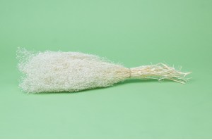 stabilisiertes-mini-gipskraut-8.