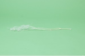 stabilisiertes-mini-gipskraut-8.