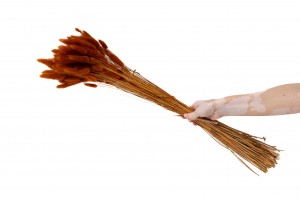 trockenes-lagurus-20.