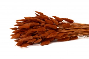 trockenes-lagurus-20.
