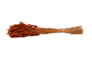 trockenes-lagurus-20.