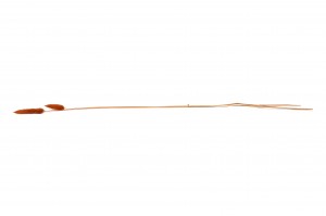 trockenes-lagurus-20.