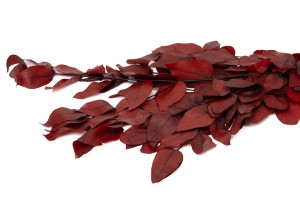 stabilisierte-eukalyptus-11