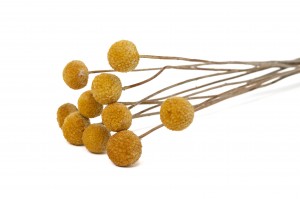dried-craspedia-29