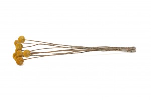 dried-craspedia-29.