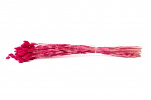 trockenes-phalaris-12.