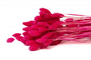 trockenes-phalaris-12.