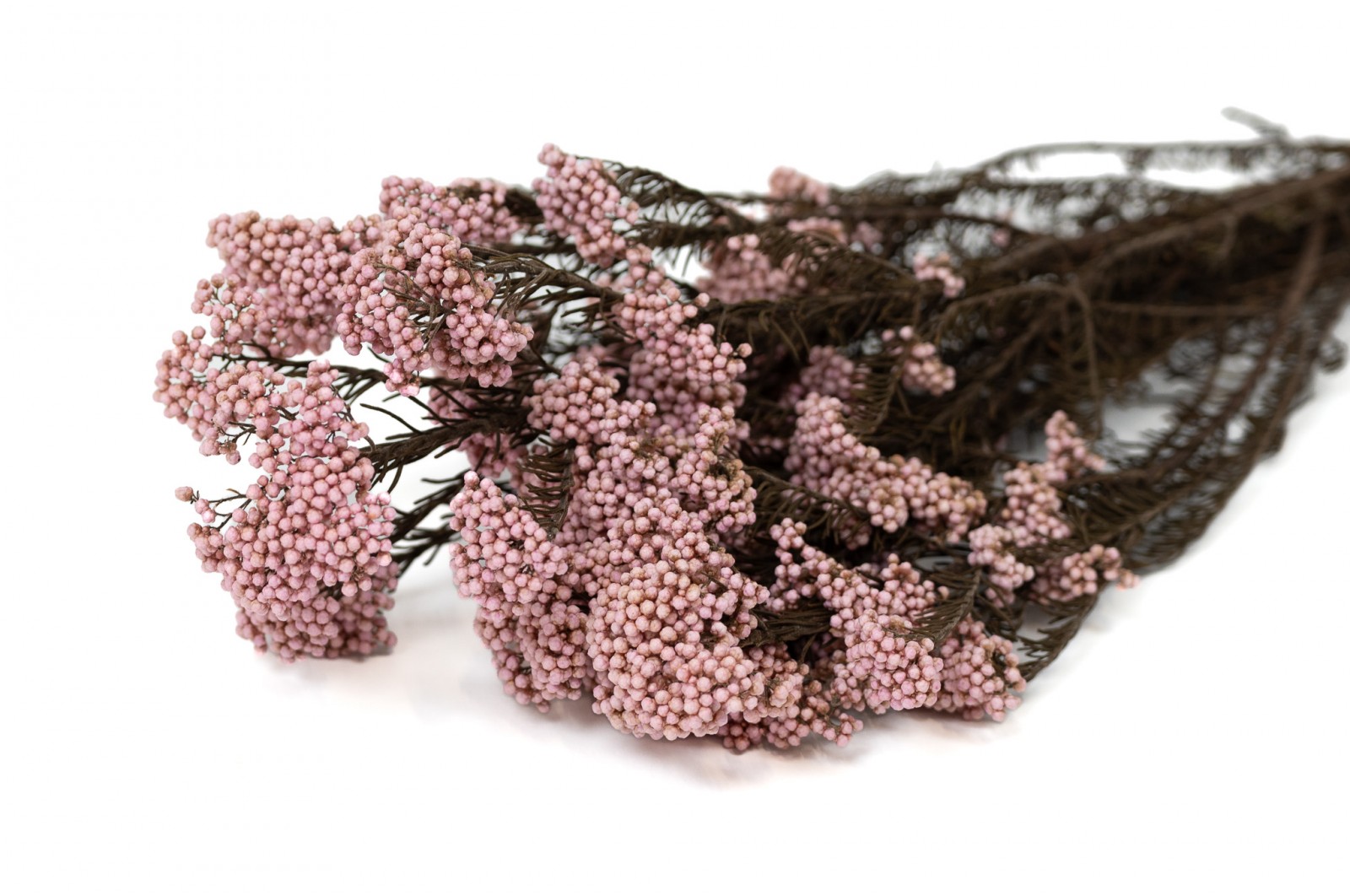 Preserved Diosmi/Rice flower (8) preserved-diosmirice-flower-8