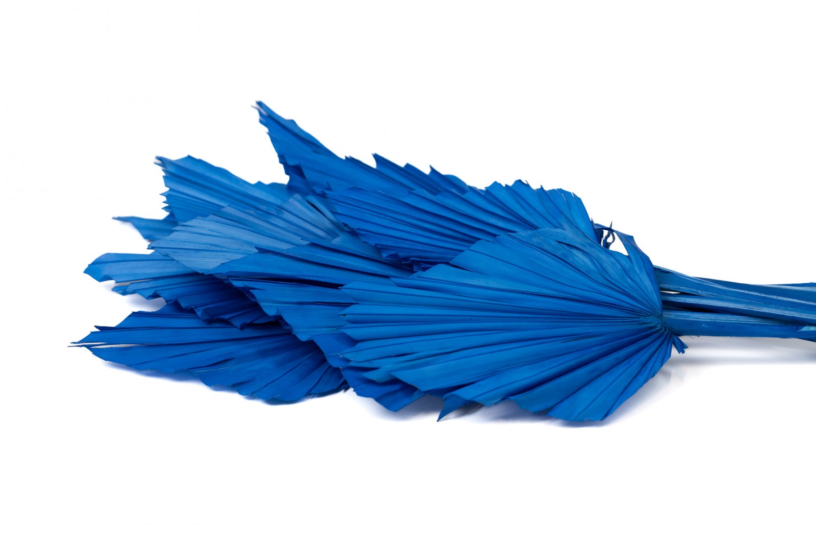 Trockene Palme Spear (8) trockene-palme-spear-8