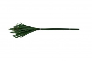 preserved-papyrus-green-6.
