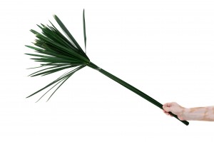 papyrus-stabilise-6.