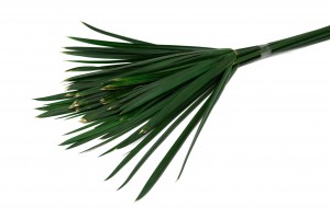 preserved-papyrus-green-6