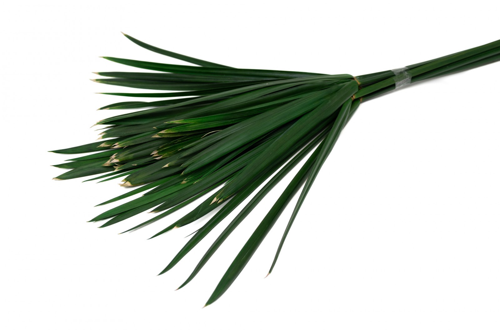 stabilisierte-papyrus-gruen-6