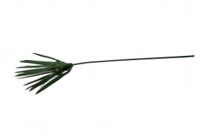 stabilisierte-papyrus-gruen-6.