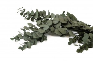 preserved-eucalyptus-stuartiana-11.