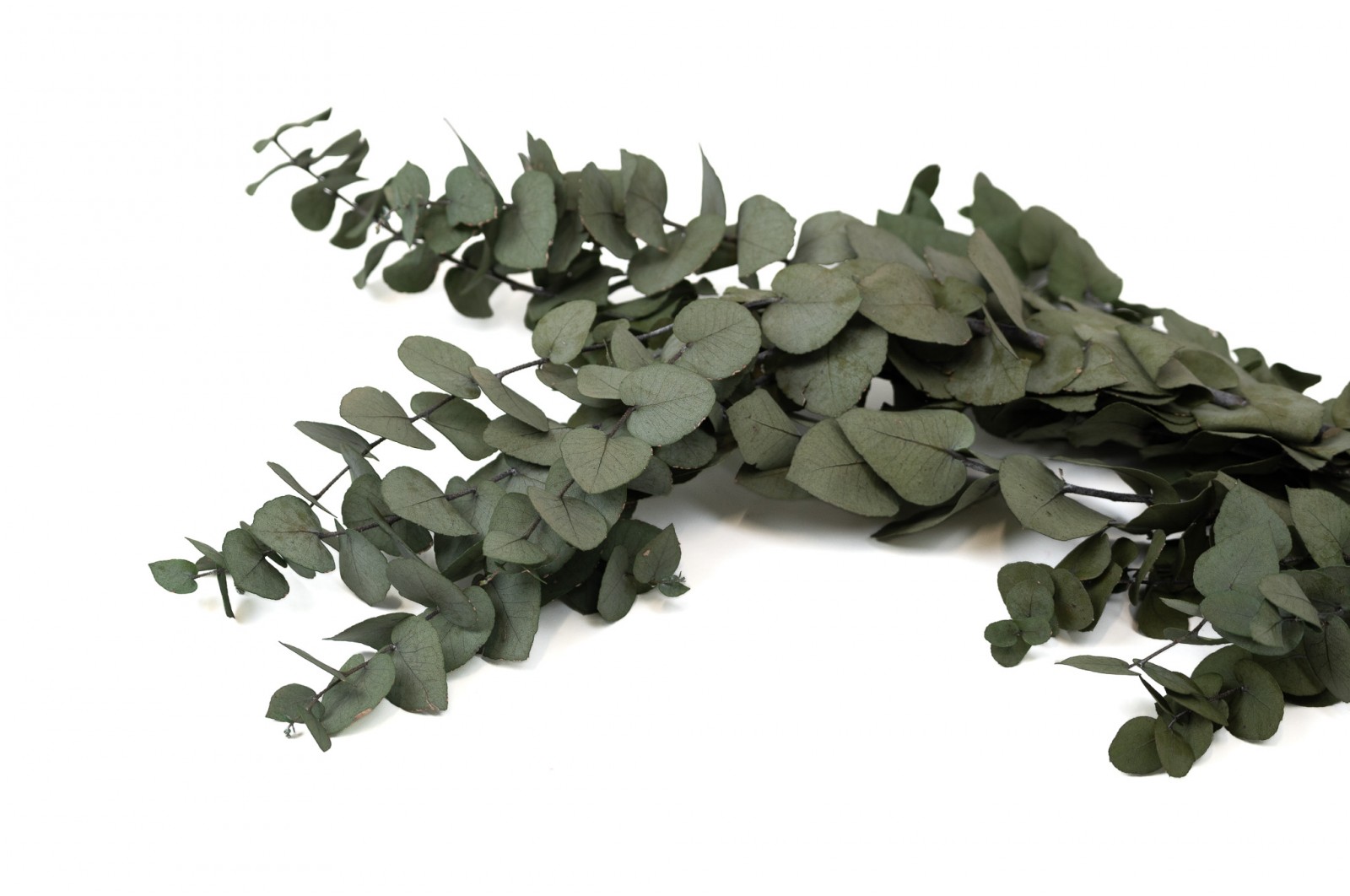 preserved-eucalyptus-stuartiana-11