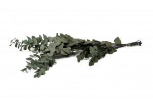 preserved-eucalyptus-stuartiana-11.