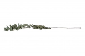 preserved-eucalyptus-stuartiana-11.