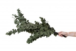 eucalyptus-stuartiana-stabilise-11.