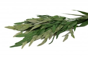 dried-river-oats-38
