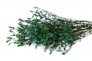 limonium-stabilise-14.
