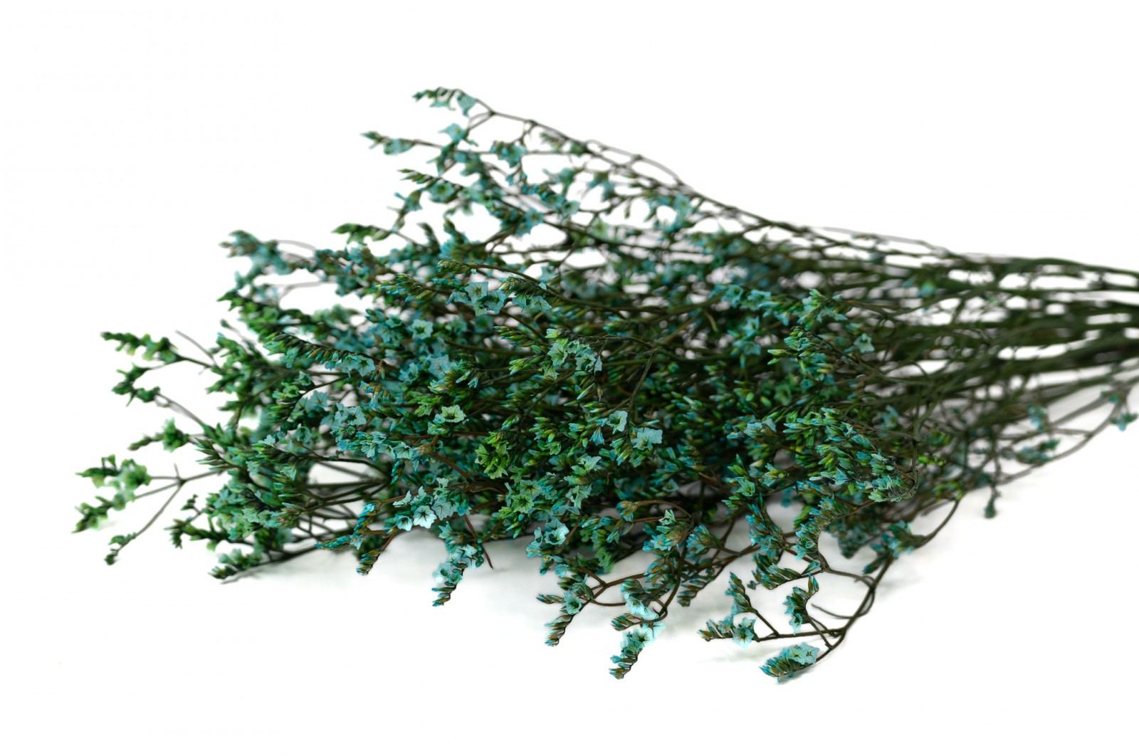 limonium-stabilise-14