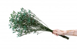 limonium-stabilise-14.