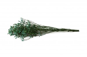 limonium-stabilise-14.