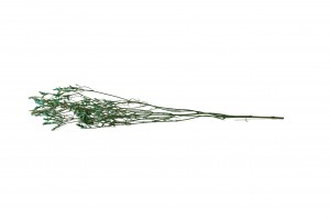 limonium-stabilise-14.