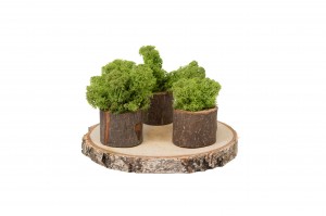lichen-stabilise-25.