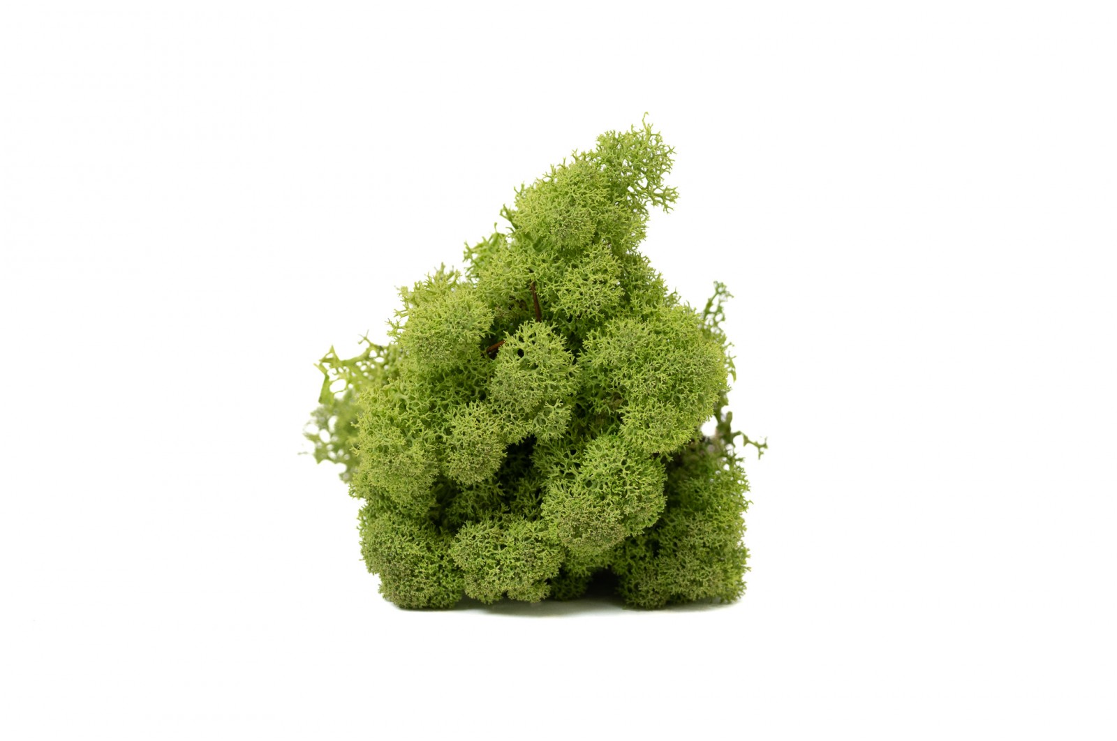 Lichen stabilisé 5kg (25) lichen-stabilise-25