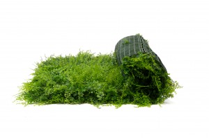 artificial-fern-single-species-panel-43.