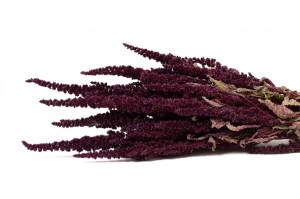 amarante-seche-18.