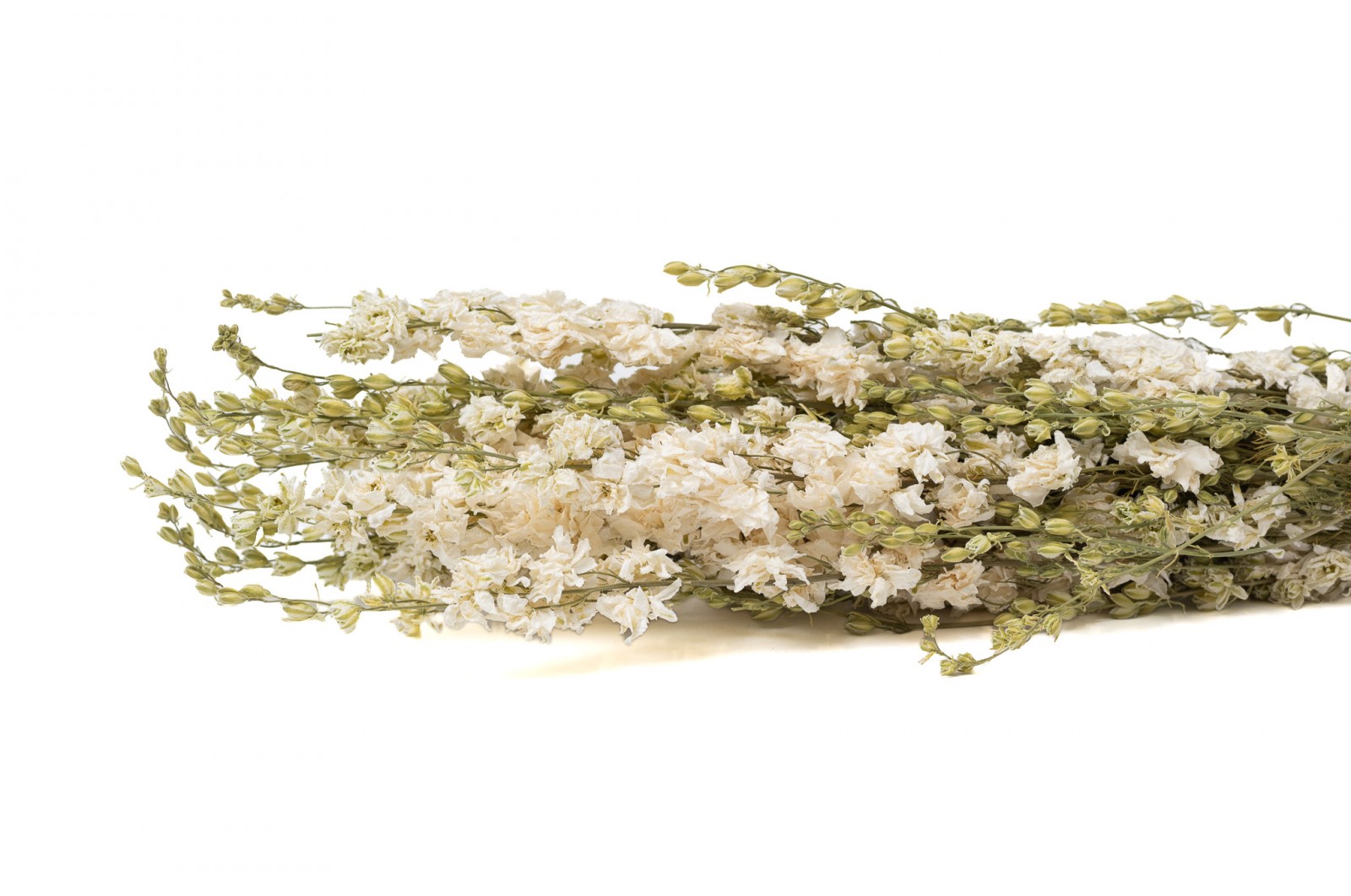 Dried delphinium (18) dried-delphinium-18