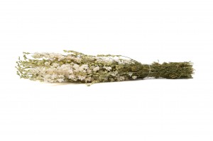 trockener-delphinium-18.